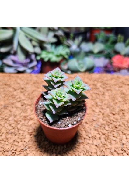 Crassula Perforata 5,5'lik Saksıda
