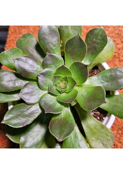 Aeonium Halloween 13'lük Saksıda