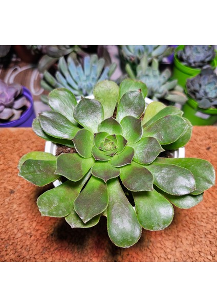 Aeonium Halloween 13'lük Saksıda