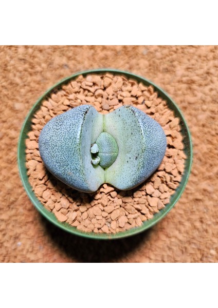 Pleiospilos Neli 8,5'lik Saksıda