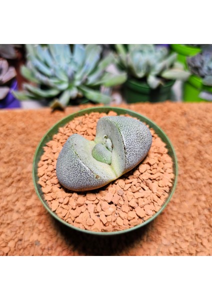 Pleiospilos Neli 8,5'lik Saksıda