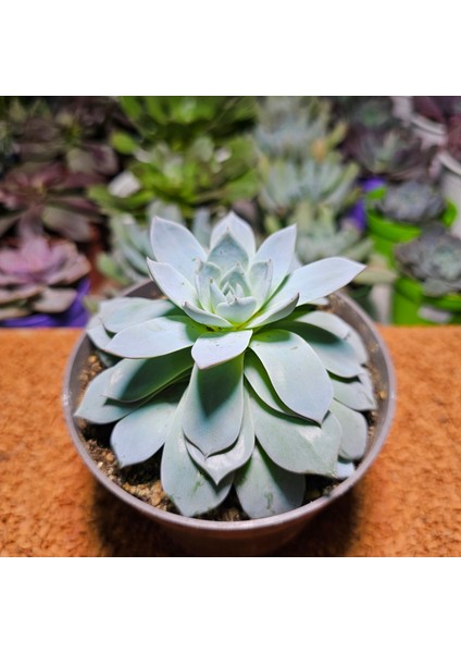 Echeveria 12'lik Saksıda
