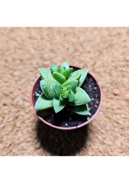 Crassula Spring 5,5'lik Saksıda