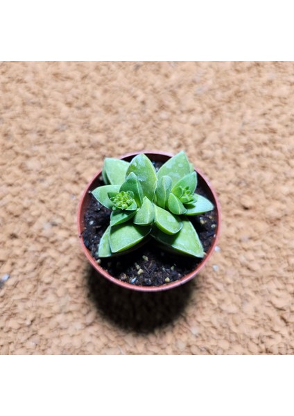 Crassula Spring 5,5'lik Saksıda fiyatları