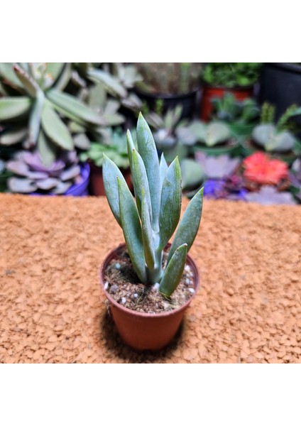 Curio Ficoides 5,5'lik Saksıda