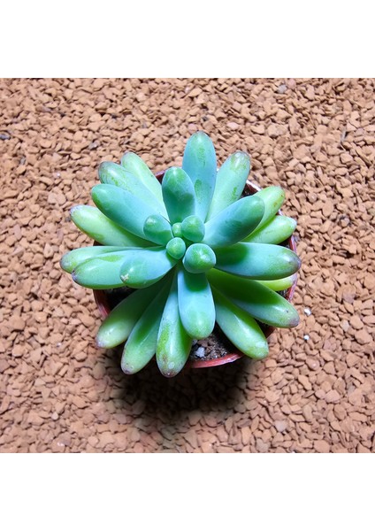 Sedum Pachyphyllum 5,5'lik Saksıda