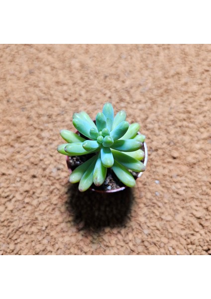 Sedum Pachyphyllum 5,5'lik Saksıda