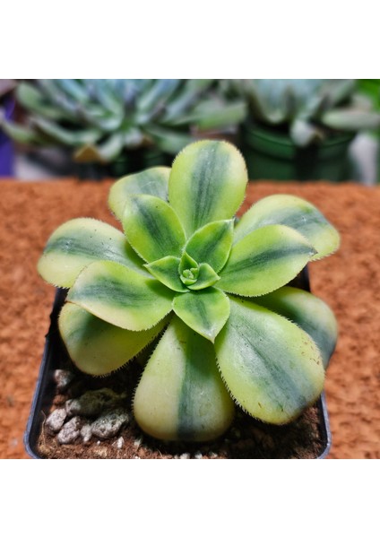 Aeonium Starburst 7'lik Saksı Özeltür