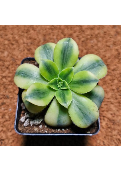 Aeonium Starburst 7'lik Saksı Özeltür