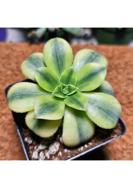 Aeonium Starburst 7'lik Saksı Özeltür
