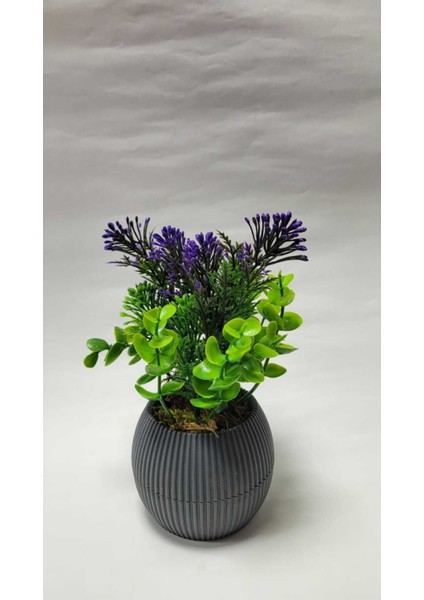 Mini Saksıda Canlı Çim Yeşili Bitki, Dekoratif ve Renkli 17 cm