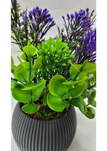 Mini Saksıda Canlı Çim Yeşili Bitki, Dekoratif ve Renkli 17 cm modelleri