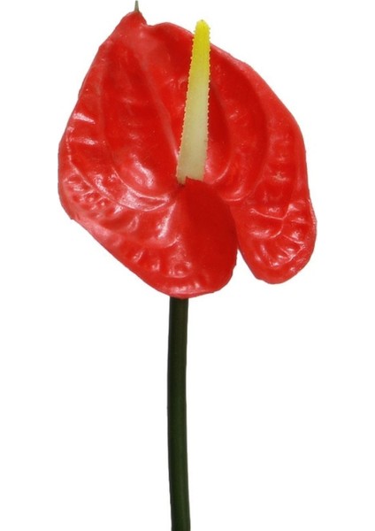 Canlı Kırmızı Antoryum Çiçeği, Renkli, 40 cm, Tek Dal, Huzurlu Dekorasyon fırsatları
