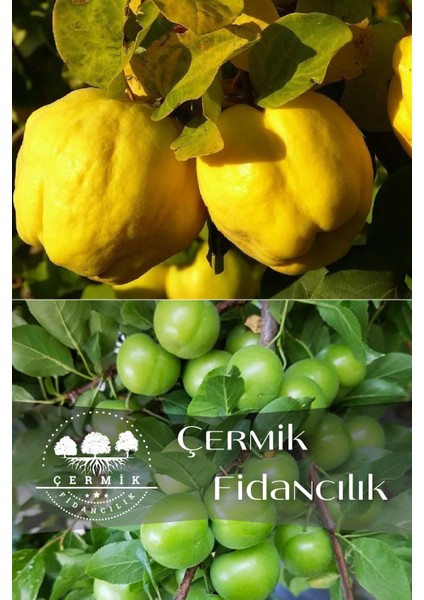 2 Çeşit Karışık Meyve Fidanı Ayva ve Yeşil Can Erik