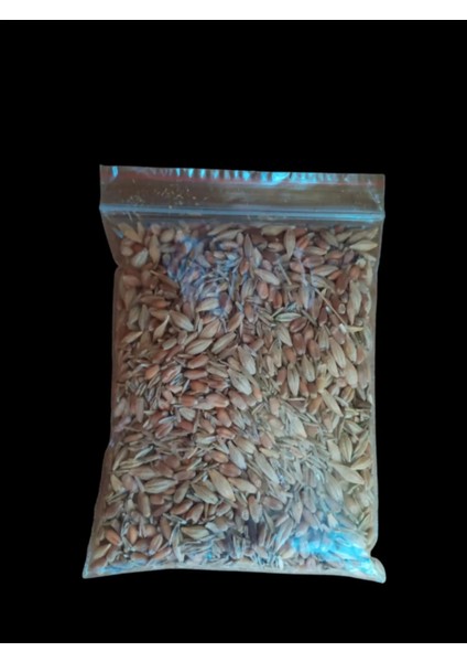 Kedi Çimi (Kapsız) 100 gr Tohum + 200 gr Toprak ( 3 adet ve üzeri siparişlerde 1 adet kap ve file hediye )