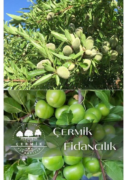 2 Çeşit Karışık Meyve Fidanı Yeşil Can Erik ve Badem
