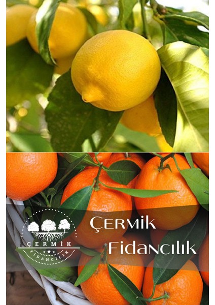 2 Çeşit Karışık Meyve Fidanı Mandalina ve Limon