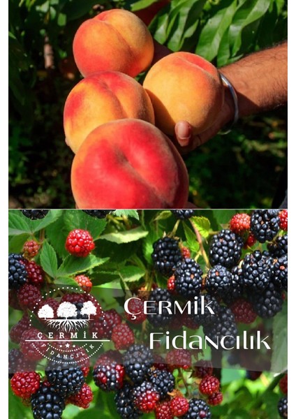 2 Çeşit Karışık Meyve Fidanı Şeftali ve Böğürtlen