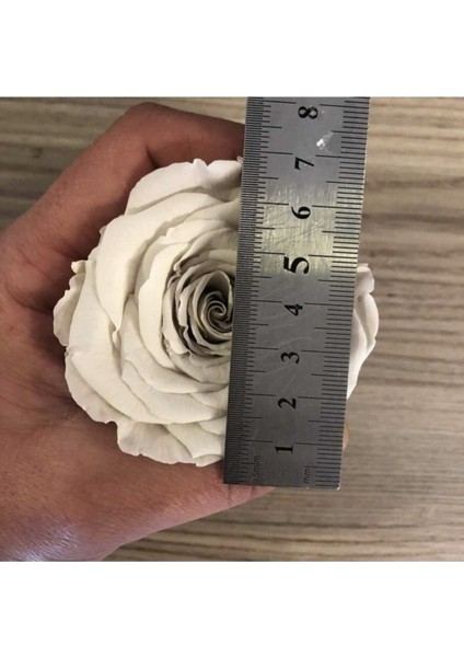 Büyük canlı pembe gül, solmayan, 11-30 cm yüksekliğinde, zarif çiçek seçeneği
