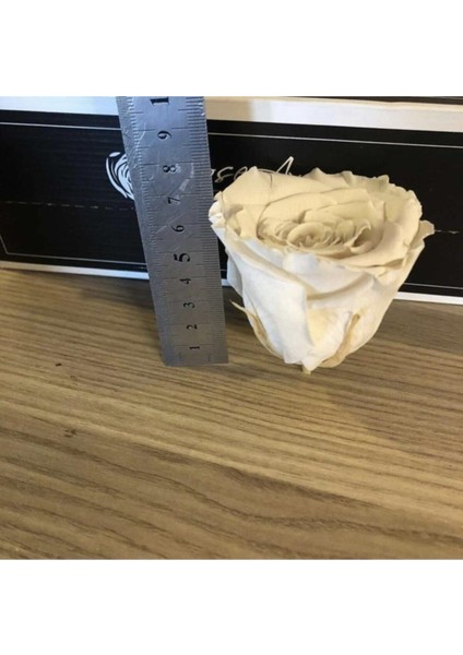 Büyük canlı pembe gül, solmayan, 11-30 cm yüksekliğinde, zarif çiçek seçeneği
