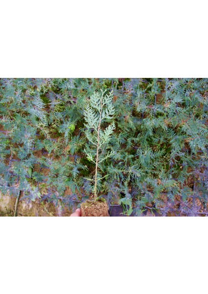 Yeşil Mazı Fidanı 10 Adet - Çit Bitkisi ( Thuja Orientalis )