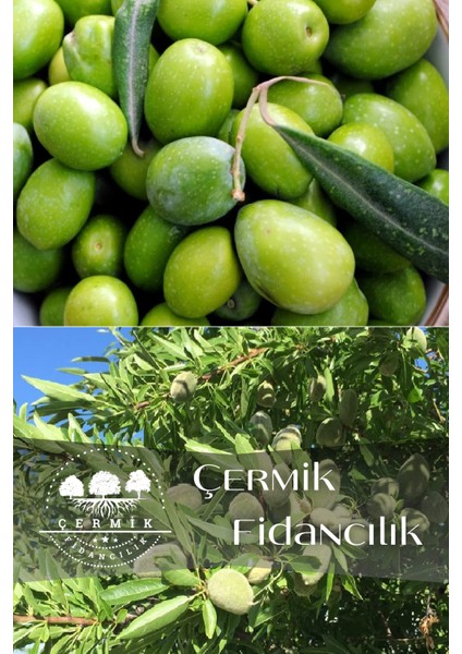 2 Çeşit Karışık Meyve Fidanı Zeytin ve Badem