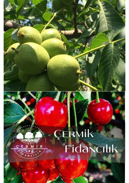 2 Çeşit Karışık Meyve Fidanı - Ceviz ve Vişne