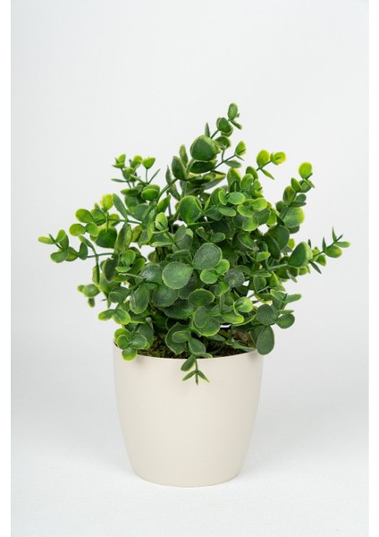 Beyaz Saksıda Yapay Baby Okaliptus, Şık ve Doğal Görünüm