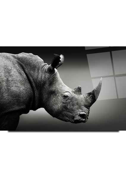 Gergedan Cam Tablo | , Dekoratif, Ofis, Mutfak modelleri