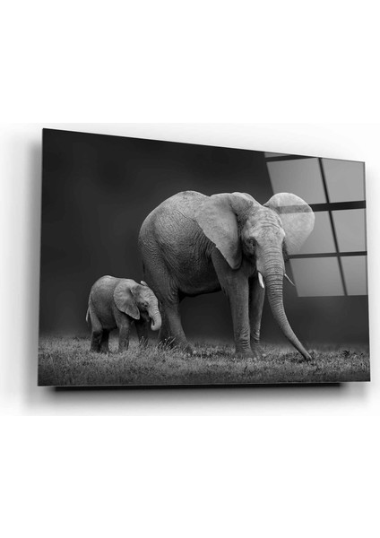 Fil Ve Yavru Fil Cam Tablo | , Dekoratif, Ofis, Mutfak