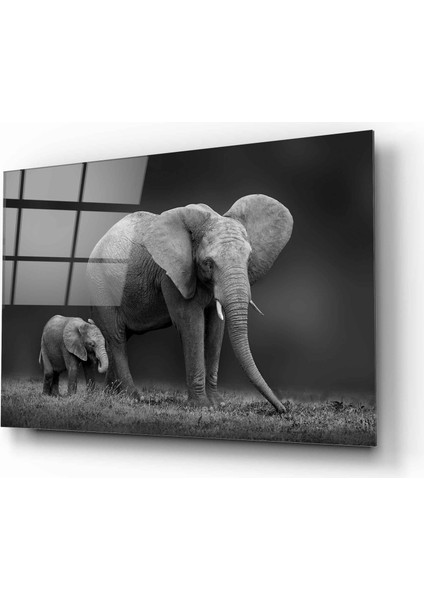 Fil Ve Yavru Fil Cam Tablo | , Dekoratif, Ofis, Mutfak fiyatları