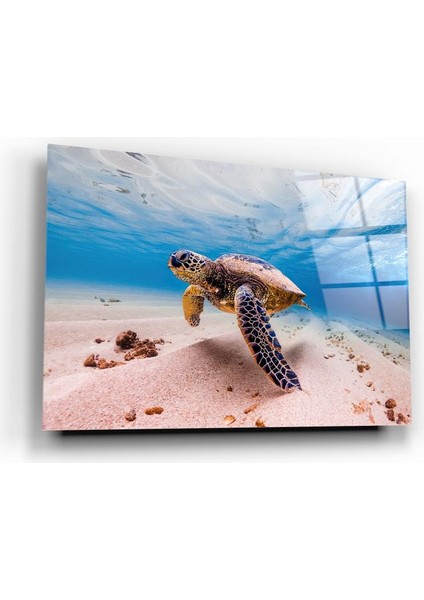 Deniz Kaplumbağası Cam Tablo | , Dekoratif, Ofis, Mutfak