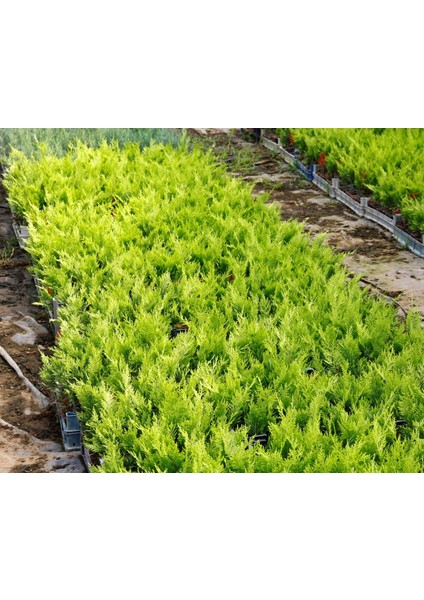 Altuni Leylandi Goldrider 3 Adet - Sarı Çit Bitkisi
