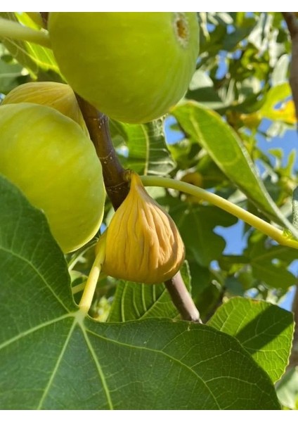 Antebim Gurme Dizim Aydın Incir (1 Kg)