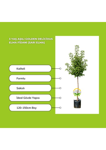 3 Yaş Aşılı Golden Delicious Elma Fidanı (Sarı Elma) fiyatları