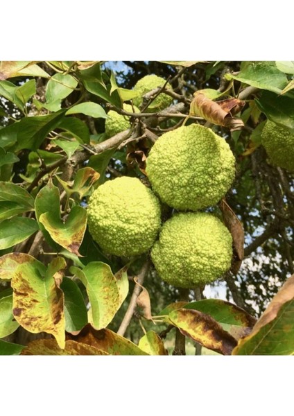 Yalancı Portakal 500GR