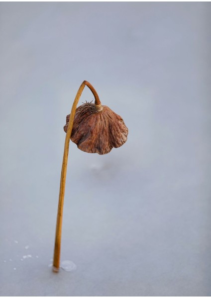 Kahverengi Gri Bitki Kombini Çerçeveli Cam Tablo 2'li fiyatları