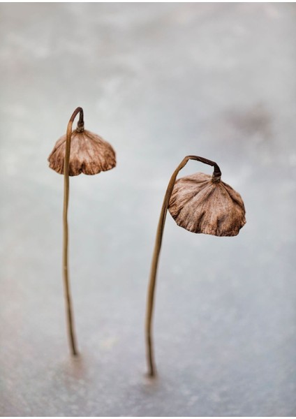 Kahverengi Gri Bitki Kombini Çerçeveli Cam Tablo 2'li modelleri