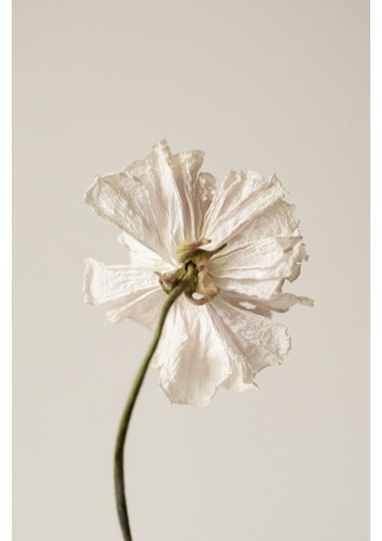 Krem Çiçek Kombini Çerçeveli Cam Tablo 2'li modelleri