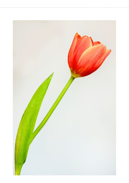 Yeşil Kırmızı Soft Lale Kombini Çerçeveli Cam Tablo 2'li modelleri