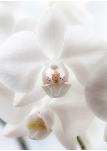 Beyaz Pembe Gül Kombini Çerçeveli Cam Tablo 3'lü fırsatları