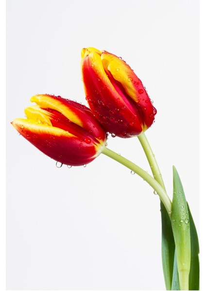 Yeşil Kırmızı Soft Lale Kombini Çerçeveli Cam Tablo 2'li fiyatları