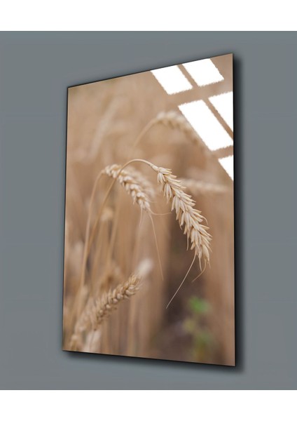 Kırılmaz Cam (Temperli) Soft Buğday Tablosu 01