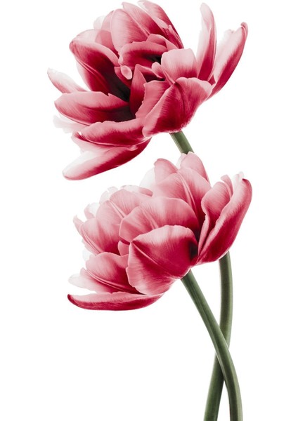 Pembe Gül Kurusu Soft Çiçek Kombini Çerçeveli Temperli Cam Tablo 3'lü modelleri