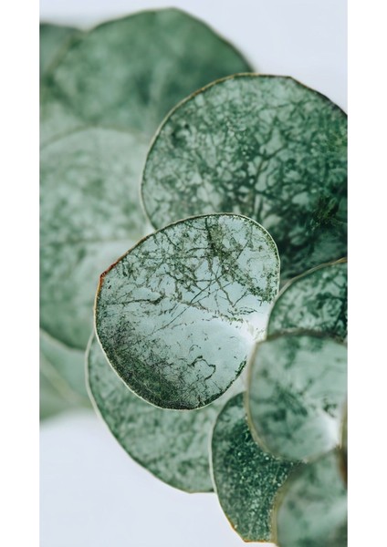 Yeşil Gold Yaprak Detaylı Kombin Seti Çerçeveli Saatli Cam Tablo modelleri