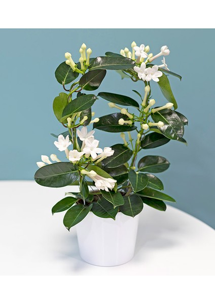 Madagaskar Yasemini – Stephanotis Floribunda