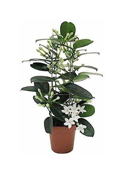 Madagaskar Yasemini – Stephanotis Floribunda