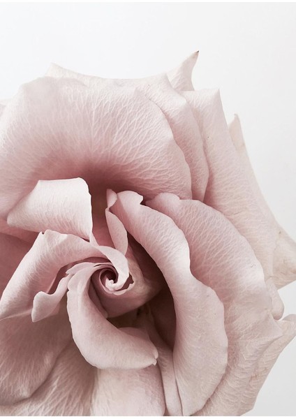 Pudra Pembe Renk Gül Yaprak Soyut Çerçeveli Cam Tablo 3'lü fiyatları