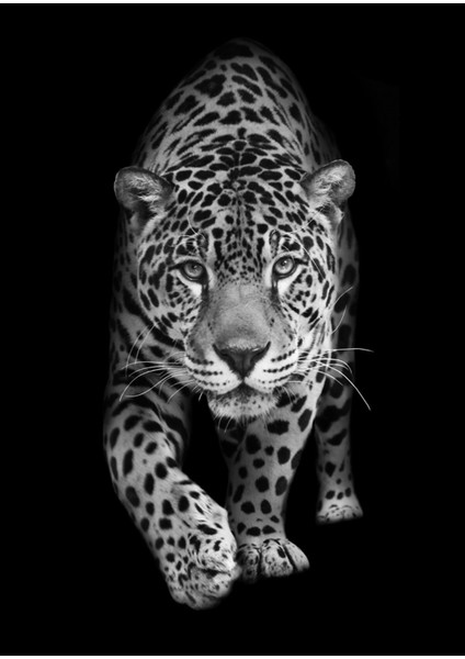 Aslan Kaplan Leopar Tablosu 04 Çerçeveli Temperli Cam Tablo 3'lü fiyatları