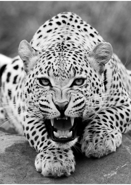 Aslan Kaplan Leopar Tablosu 04 Çerçeveli Temperli Cam Tablo 3'lü fırsatları